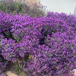 Gasthof Trulli Clematis With Pool 4*