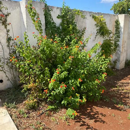 Trulli Clematis With Pool Selva Di Fasano