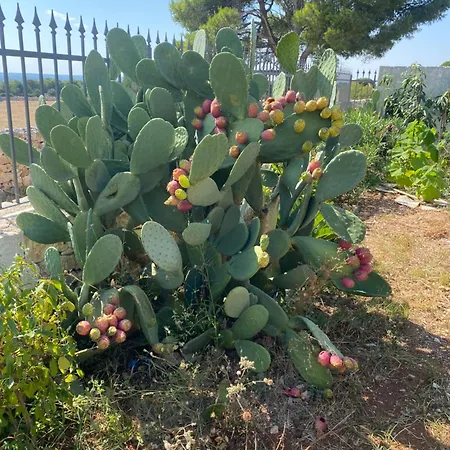 ゲストハウス Trulli Clematis With Pool
