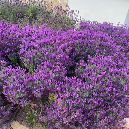 Πανσιόν Trulli Clematis With Pool 4*