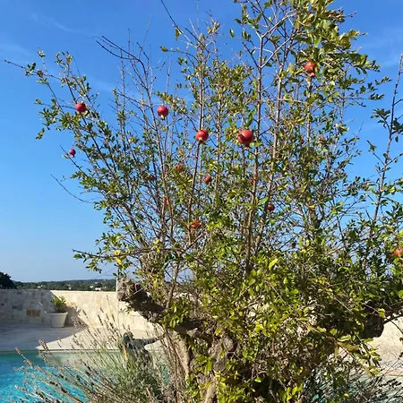 Trulli Clematis With Pool 게스트하우스 셀바디파사노