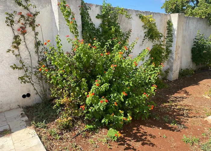 Trulli Clematis With Pool Selva di Fasano